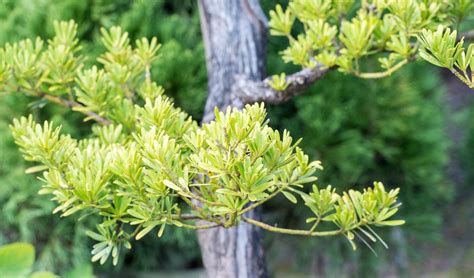 羅漢松意義|深入探索羅漢松的奧秘：自然界的常綠寶藏 – 植物盆栽綠寶典